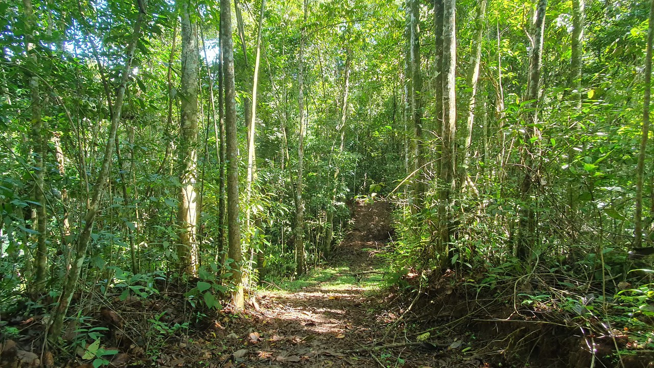 Property #2 with Bamboo Plantation, Development Opportunity (Residential, Hotel, and Industrial). - Gallery image 5