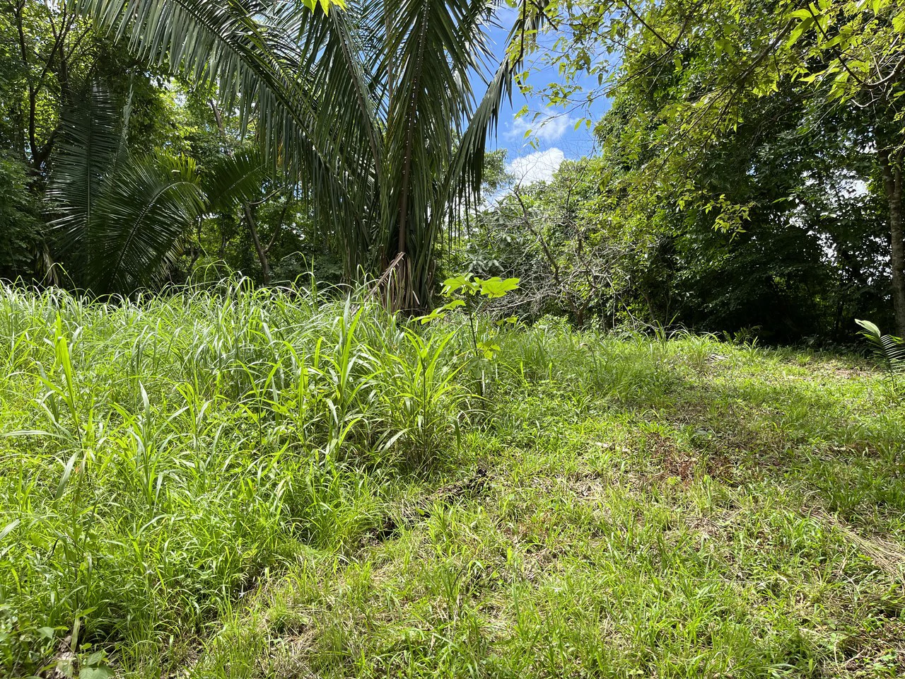 6 Acres Ready for Development in Samara - Gallery image 5