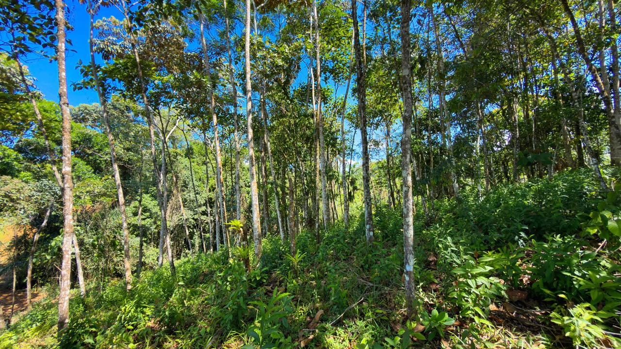 Countryside Home Construction Site For Sale in Cajón - Gallery image 10