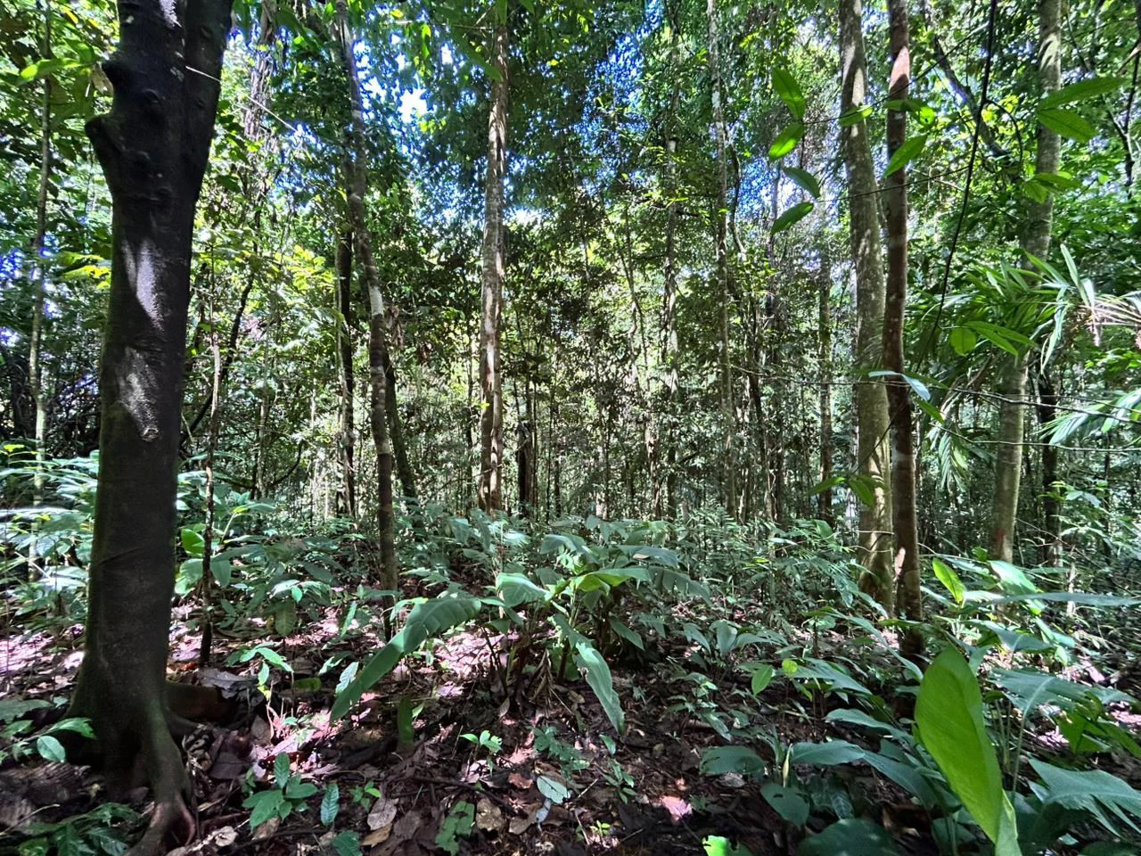 Finca Las Cataratas in Ballena: Mountain Home Construction Site For Sale in Bahía Ballena - Gallery image 11