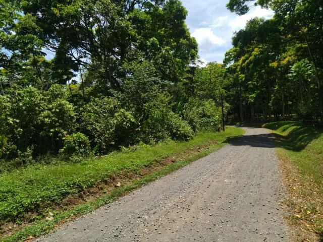 Cacao farm for sale, close to the Jungle Mountains of Bijagua,  with river frontage in a beautiful valley and soft rolling hills - Gallery image 4