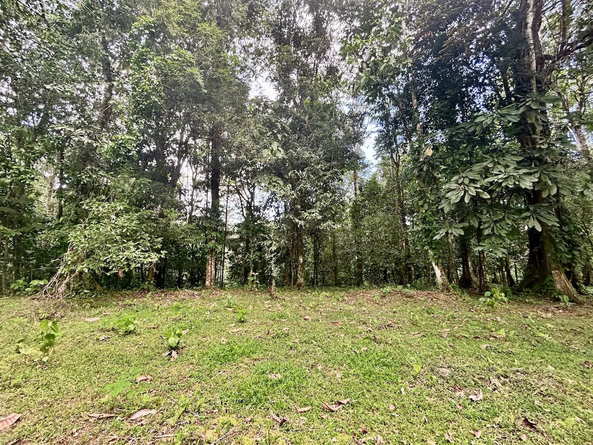 Ideal Osa Peninsula Property for Estate or Homestead - Gallery image 9