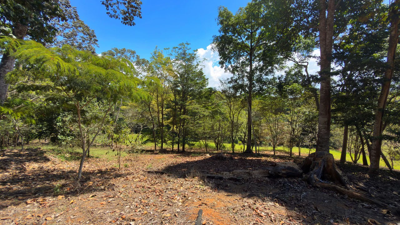 Agricultural Land For Sale in Daniel Flores - Gallery image 5