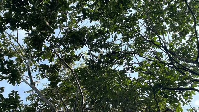 Beautiful Property for Sale in the Mountains of San Juanillo – Prime Land with Building Potential Just 10 Minutes from the Ocean - Gallery image 7