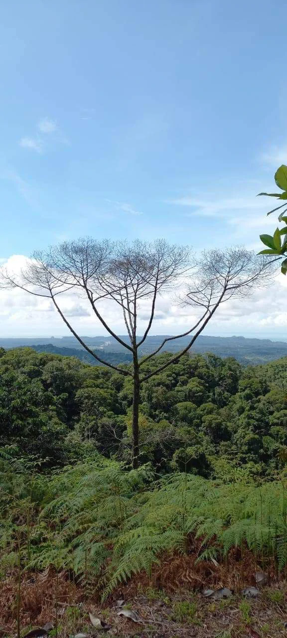 SECLUDED PARADISE WITH STUNNING VIEWS, WATERFALLS & ABUNDANT WILDLIFE - Gallery image 30