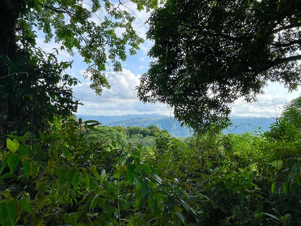 ID 4167: Investment Opportunity: 8-Acre Reforested Mountain Finca in Puriscal - Gallery image 5