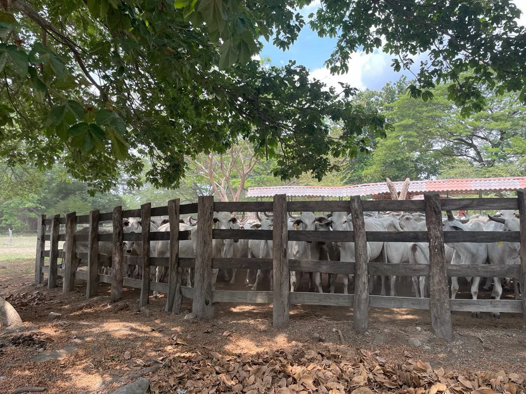 Farm for Sale to Develop Guanacaste Costa Rica - Gallery image 12