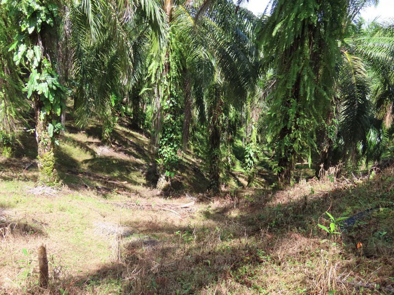 Palm Farm with Ocean View, Ideal for Ecotourism or Residential Development - Gallery image 9