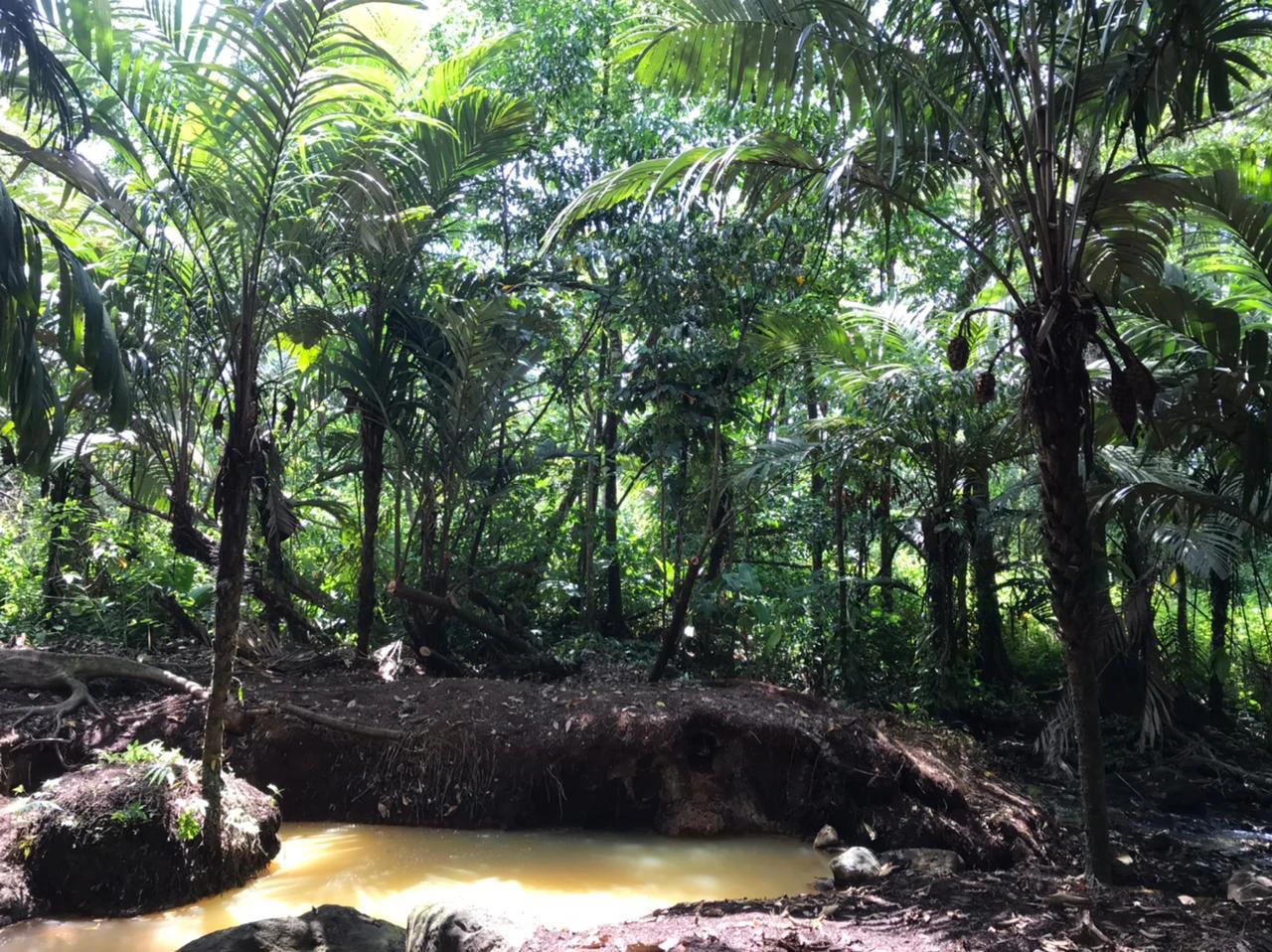 Hot Springs Property for Sale with Two Natural Hot Water Springs, Two Cold Water Creeks, and a Giant 300-Year-Old Tree - Gallery image 3