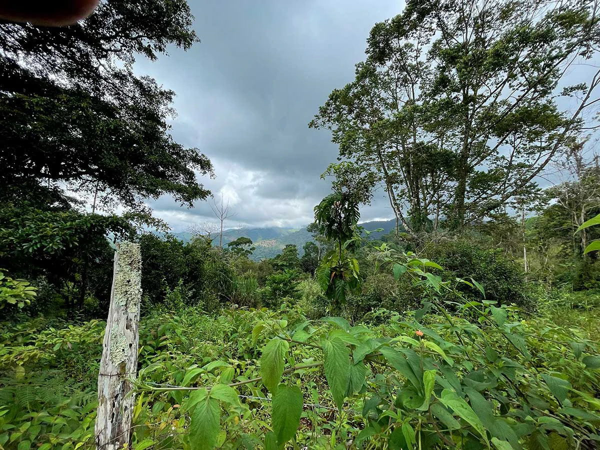 ID 4167: Investment Opportunity: 8-Acre Reforested Mountain Finca in Puriscal - Gallery image 6