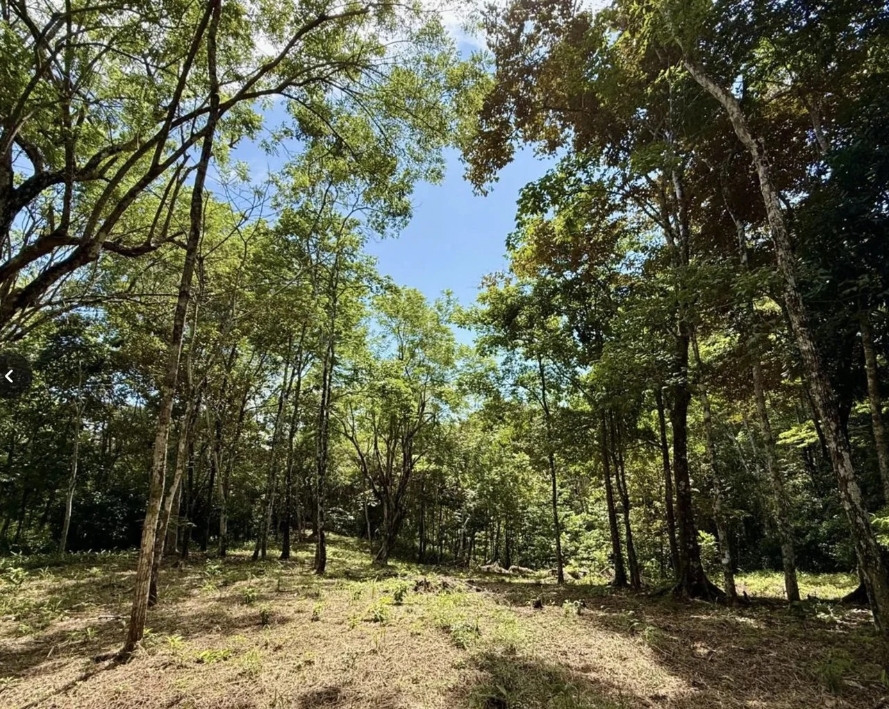 Suenos Montezuma: Jungle lot, but in a gated community close to Cobano and Montezuma.  Shopping in one direction, and surf town in the other.  "Suenos Montezuma"   5000m2, Lot #3  $250,000. USD - Gallery image 7