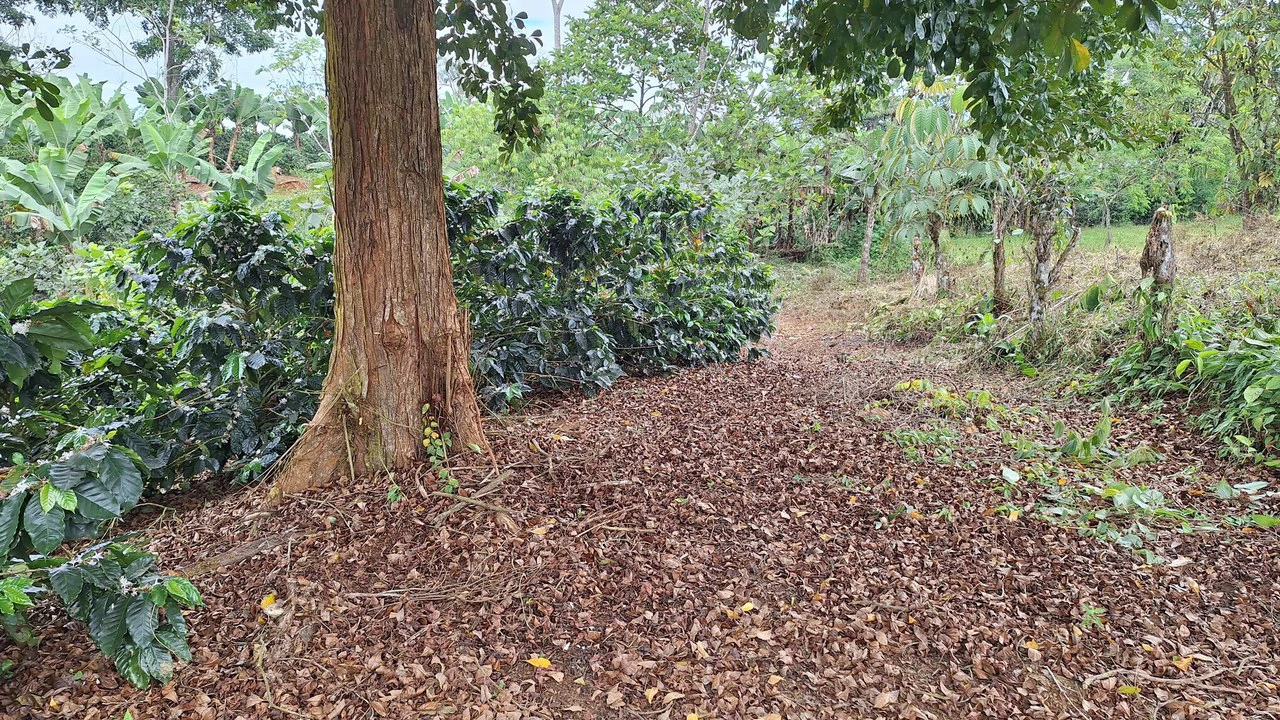 Countryside Home Construction Site For Sale in Santa Elena - Gallery image 7