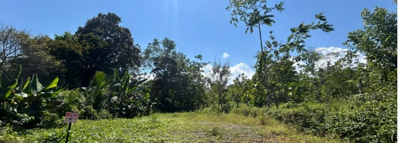Small and Accesible Main Road Piece of Jungle View land: Small and Accesible Main Road Piece of Jungle View land - Gallery image 3