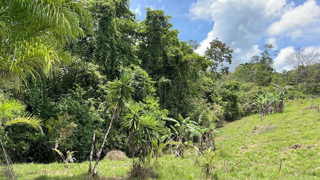 Building potential property for sale, beautiful land in the pure nature close to Bijagua - Gallery image 18