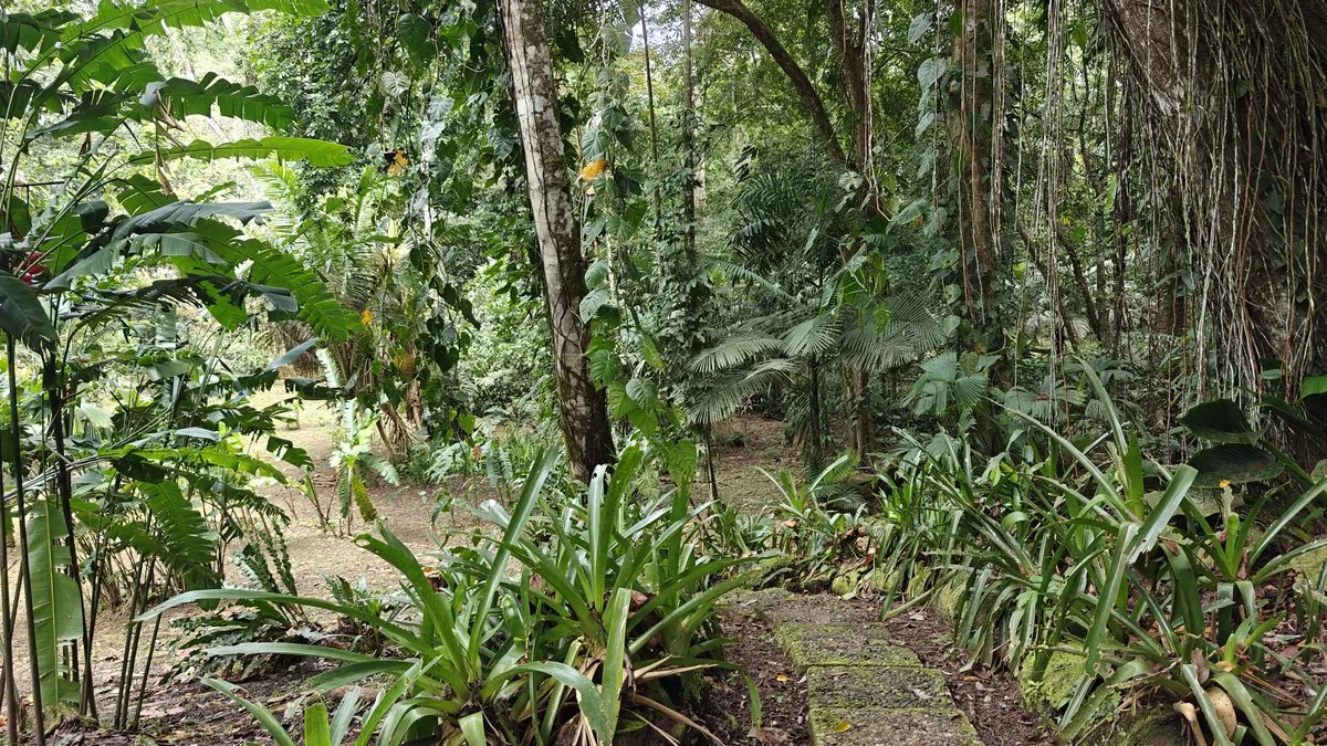 ID 1055: Elevated Jungle Residence on Expansive Riverfront Jungle Land - Gallery image 23