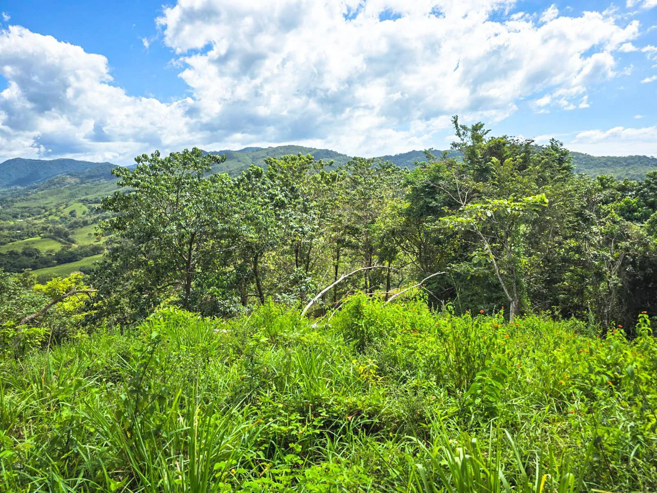 35 Acre Finca - A Natures Lover Or Developers Dream With Stunning Views - photo 7