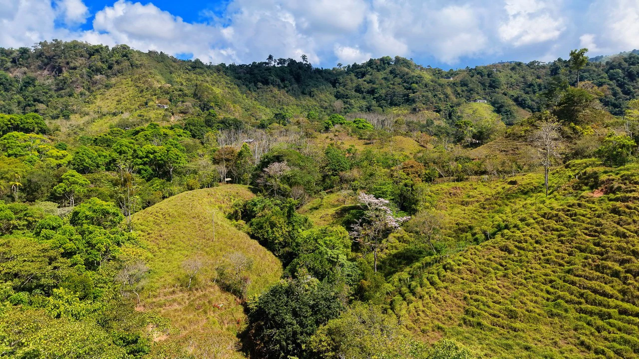 2.8 HA FARM FOR SALE IN SAN LUIS DE MORETE | MOUNTAIN VIEWS AND NEAR THE OCEAN - Gallery image 7