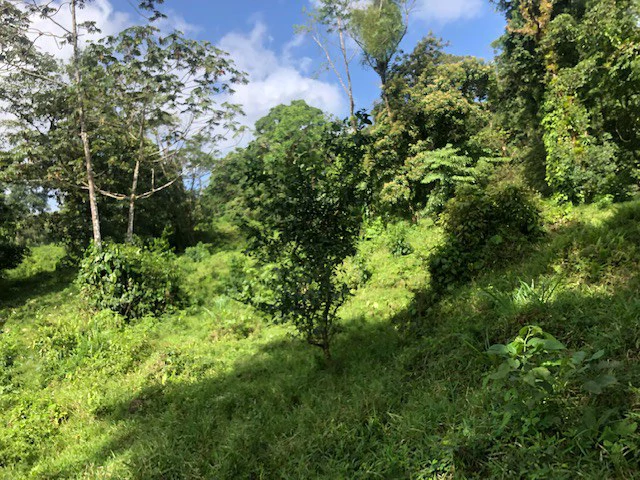 Cold & Hot springs surrounded by an overgrown farm, taken back by nature - Gallery image 32