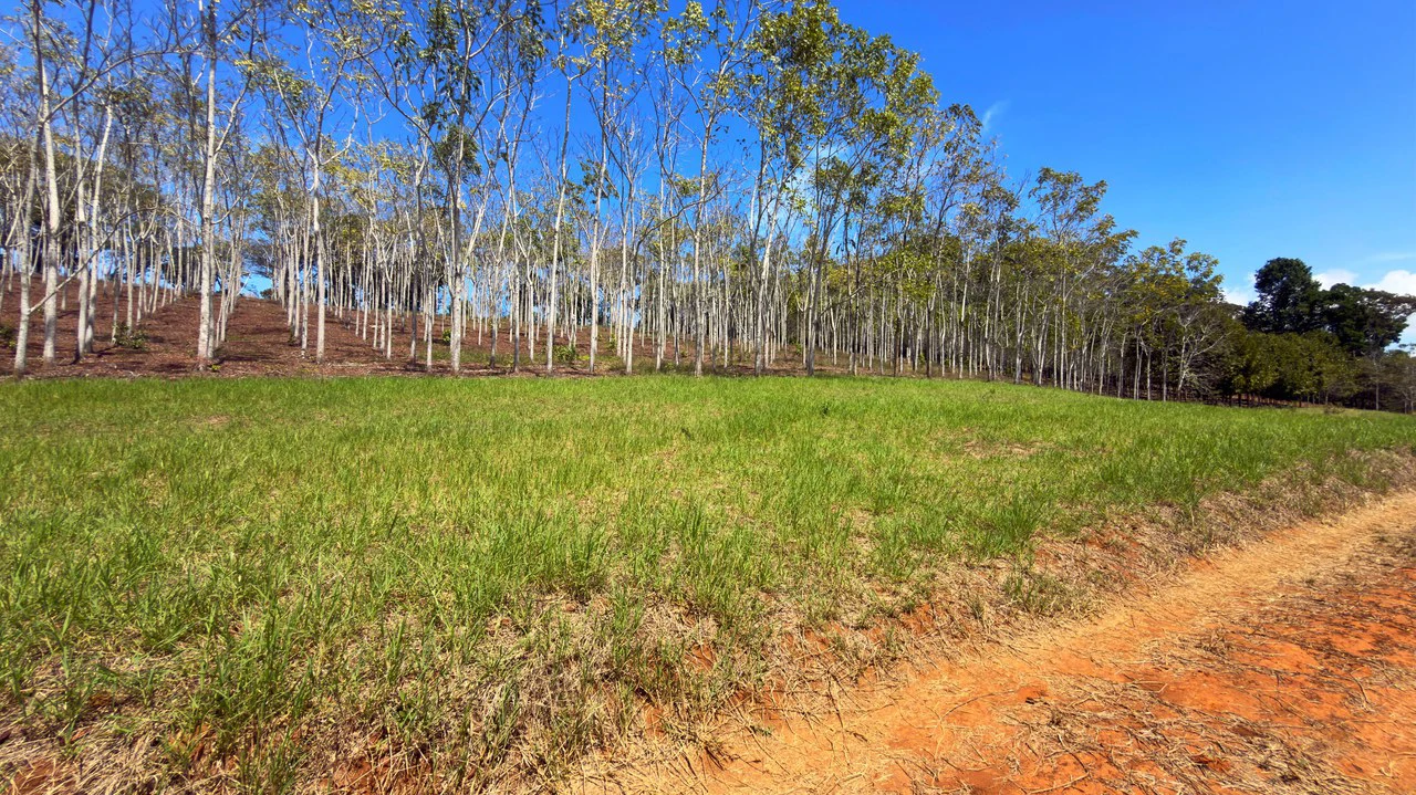 Agricultural Land For Sale in Daniel Flores - Gallery image 7