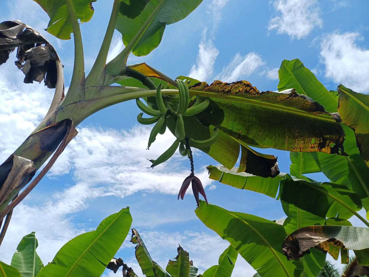 Finca La Palma, Cañaza, Puerto Jiménez - Gallery image 10