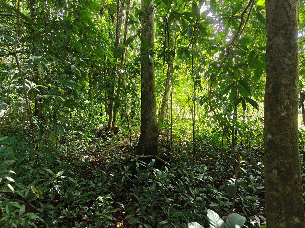 12,041m² Treed Lot with Great Potential: Wooded Lot with Creek – Rewilding Opportunity Near Puerto Viejo - Gallery image 3