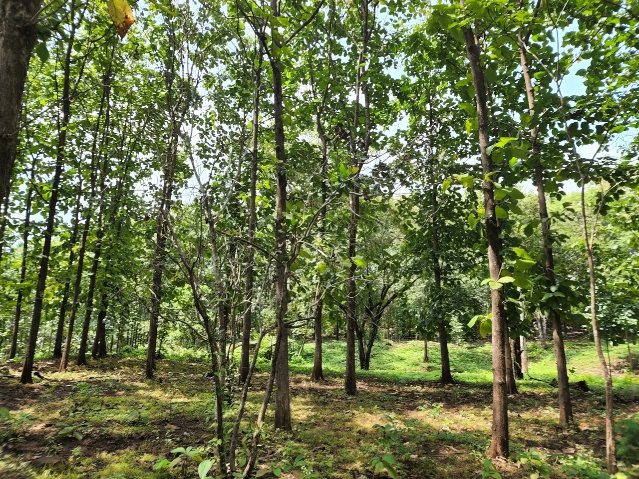 INVEST IN A TEAK PLANTATION FOR 25 YEARS - Gallery image 8
