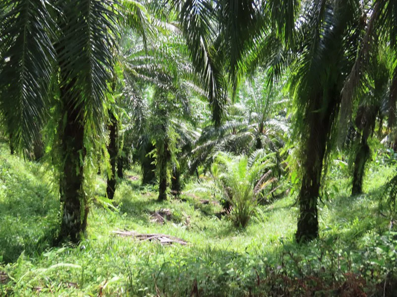 Palm Farm with Ocean View, Ideal for Ecotourism or Residential Development - Gallery image 10