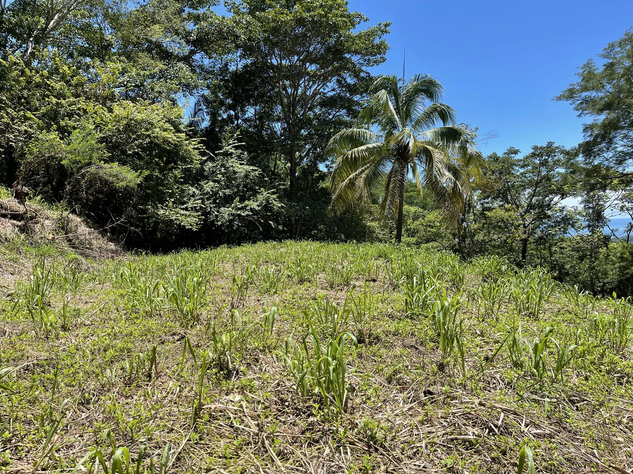 5.4 ACRES – Amazing Ocean View Acreage With Multiple Building Sites And Legal Water!!! - Gallery image 11
