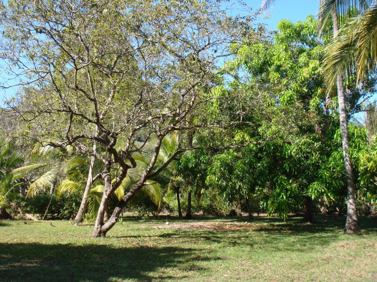 Second-Row Lot for Sale Playa San Miguel, Nandayure, Guanacaste - Gallery image 2