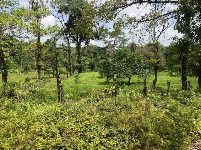 Cold & Hot springs surrounded by an overgrown farm, taken back by nature - Gallery image 65