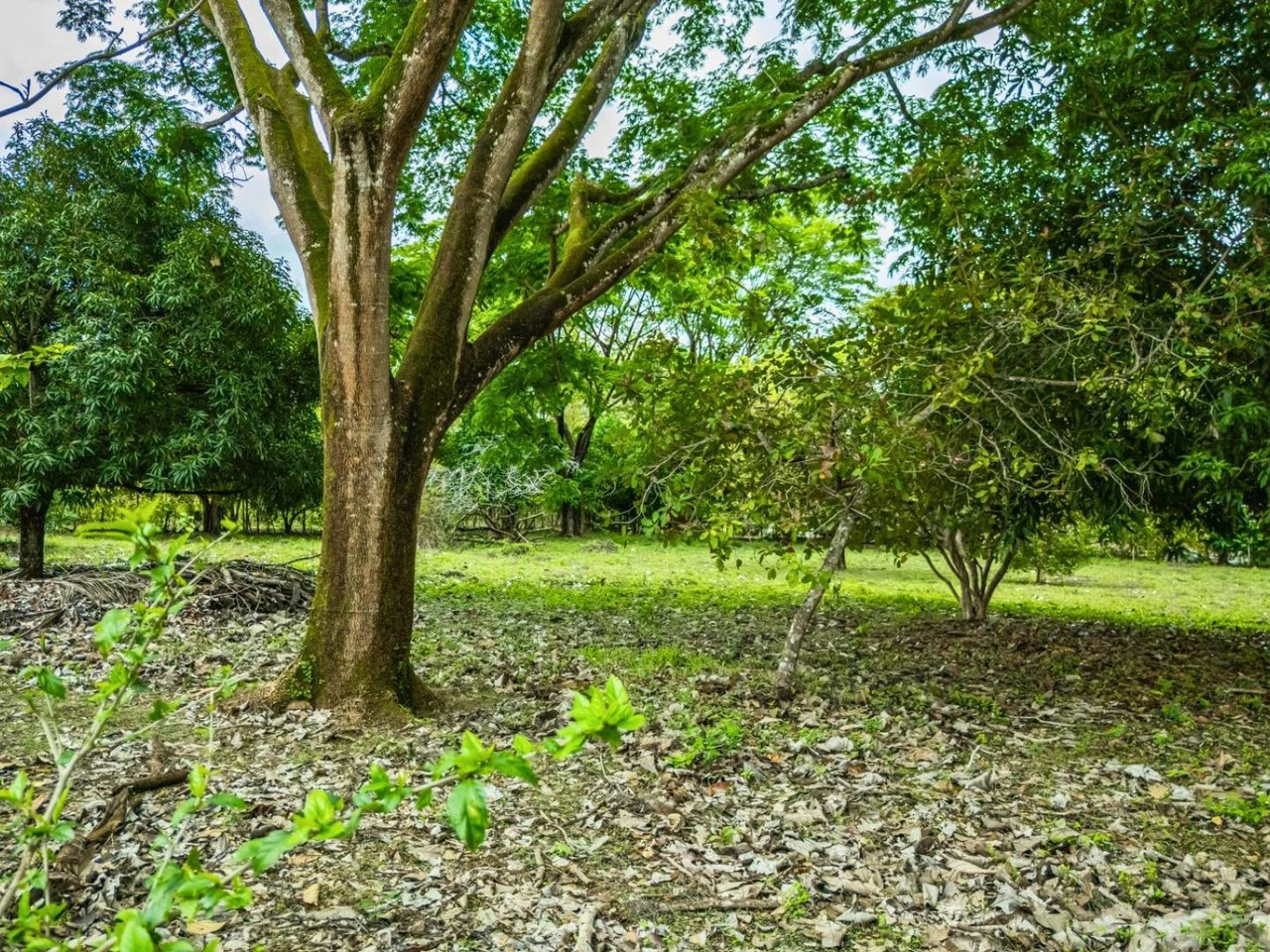 Marbella Dream Lot: 2.4 Acres of Natural Beauty Near the Beach - Gallery image 7
