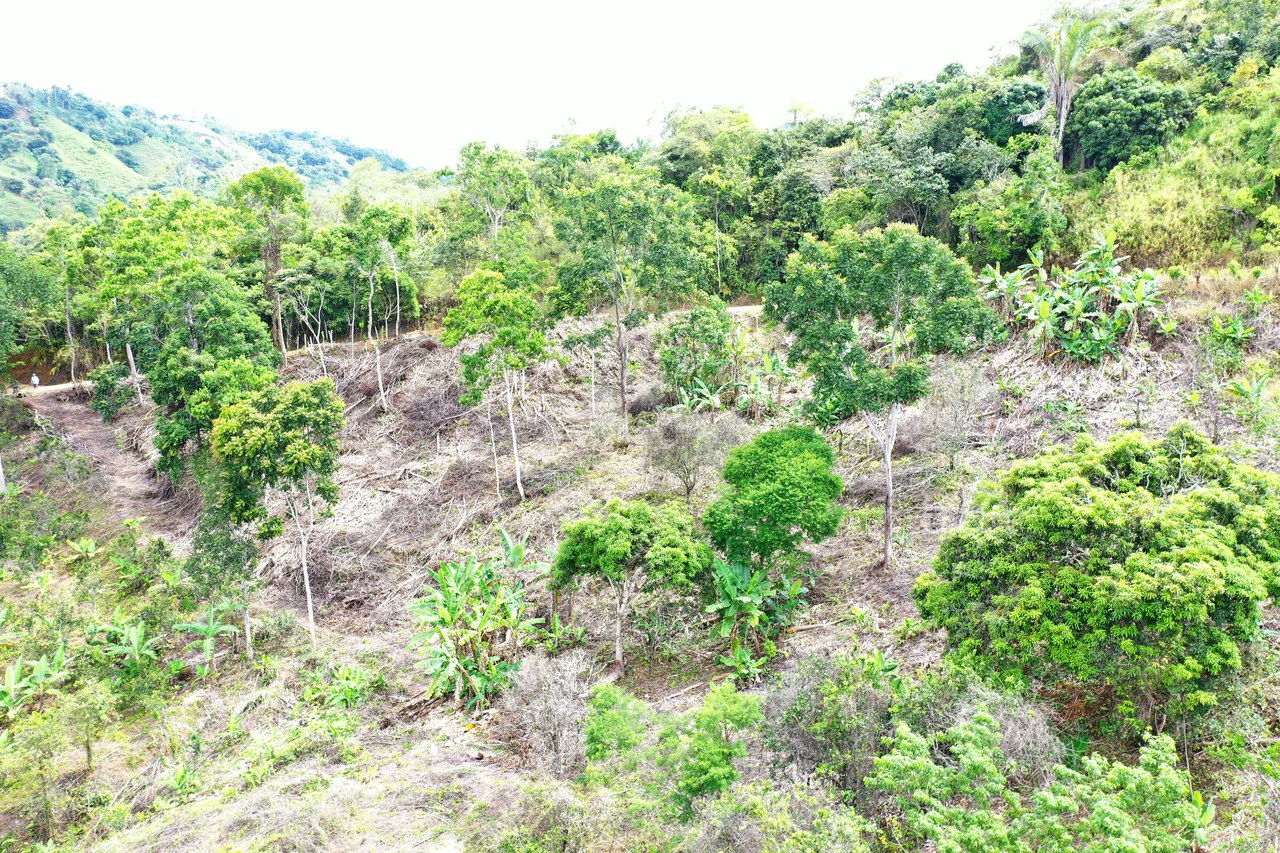 4.6 Acre Tropical Fruit Farm with Elevated Homesite & Valley Views San Isidro - photo 17