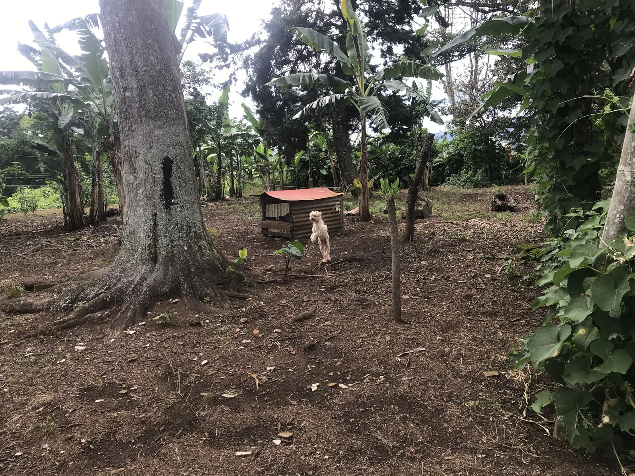 LOTES SAN ISIDRO HEREDIA: BEAUTIFUL LOTS IN SAN ISIDRO  HEREDIA - Gallery image 6