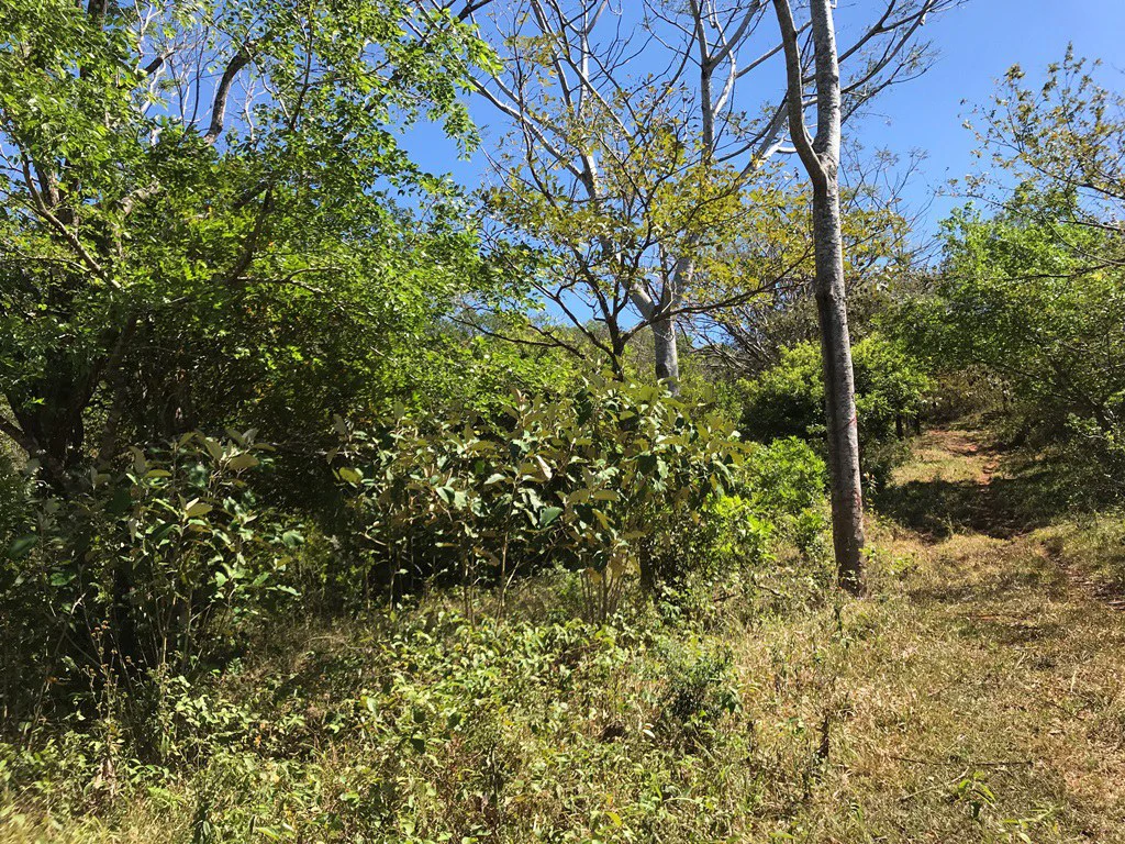 Ocean view farm for sale in the mountains of San Juanillo - Gallery image 12