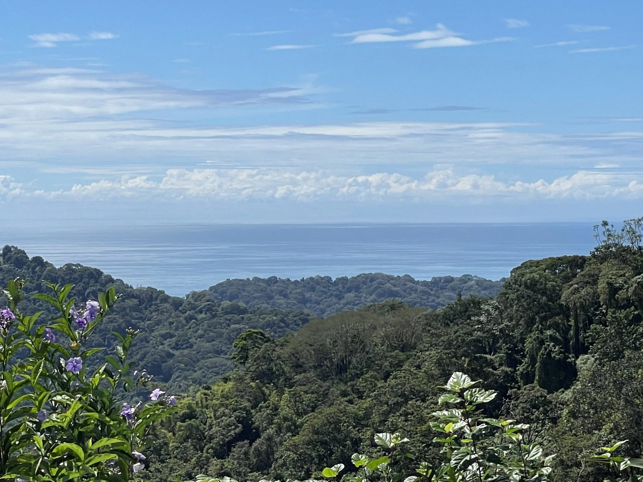 5.2 ACRES – 2 Bedroom Home With 60 Ft Infinity Lap Pool, 1 Bedroom Guest House, Fabulous Ocean View, Mature Fruit Trees!!! - Gallery image 10