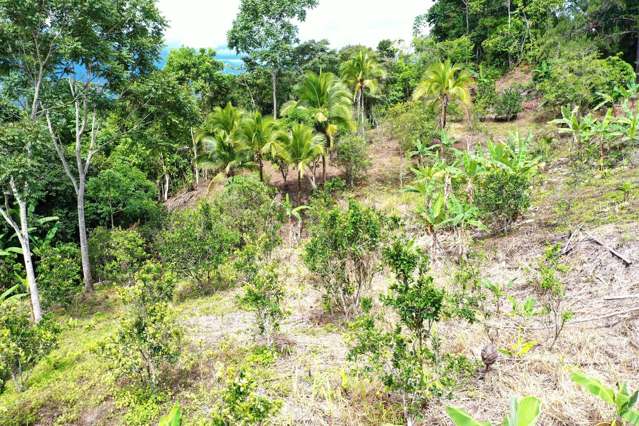 4.6 Acre Tropical Fruit Farm with Elevated Homesite & Valley Views San Isidro - photo 8