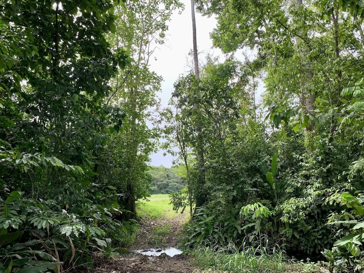 Tropical Farmland 21 Acres - Gallery image 9