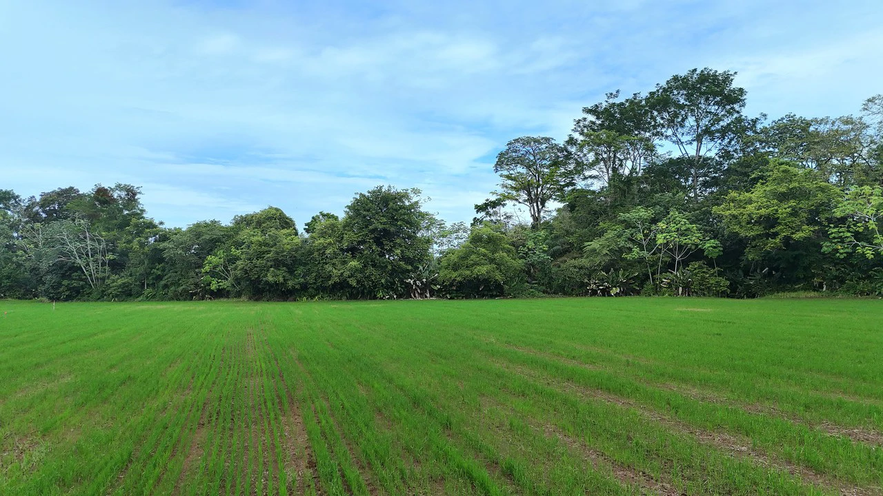 Near the Coast Agricultural Land For Sale in Matapalo - Gallery image 7