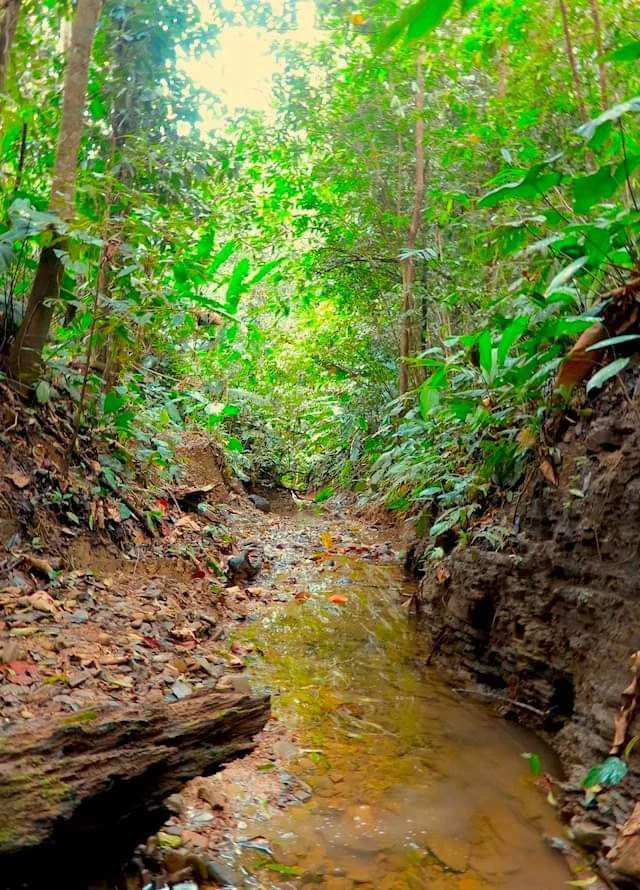 173-Acres of Nature Reserve with Spectacular Primary Forest & Golfo Dulce Views - Gallery image 18