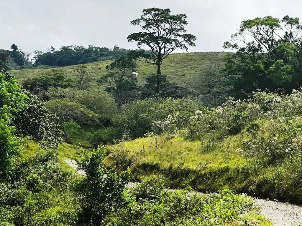 4.5 ha building land with fantastic lake view - Gallery image 6