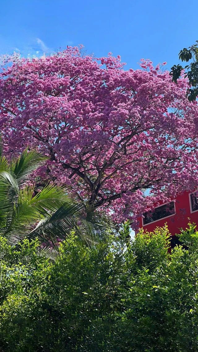 Property for Sale in Orotina, Costa Rica: Nature and Privacy - Gallery image 38