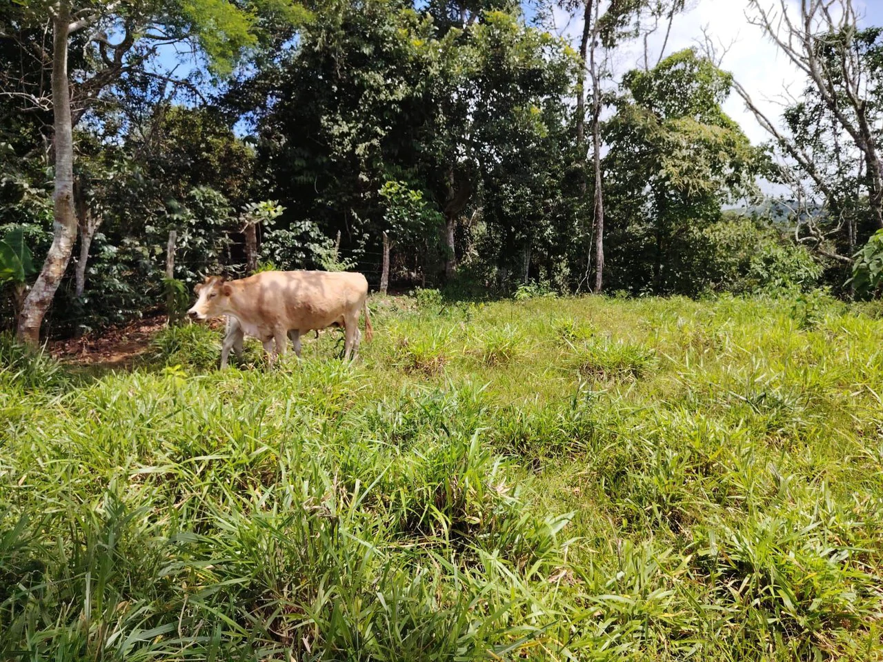 Lote en venta-ubicado en San Juan Bosco, Perez Zeledon: Mountain Home Construction Site For Sale in Daniel Flores - Gallery image 10