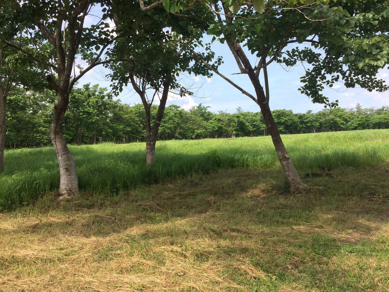 Liberia Airport Property for Quick Sale, Just 5 Minutes from Airport entrance, on the main road, Route #21 - Gallery image 3
