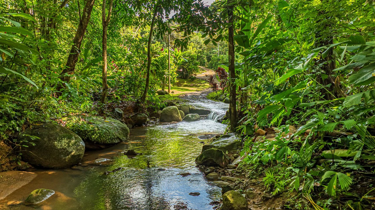 A Jungle House Built of Wood & River Dreams - Gallery image 9