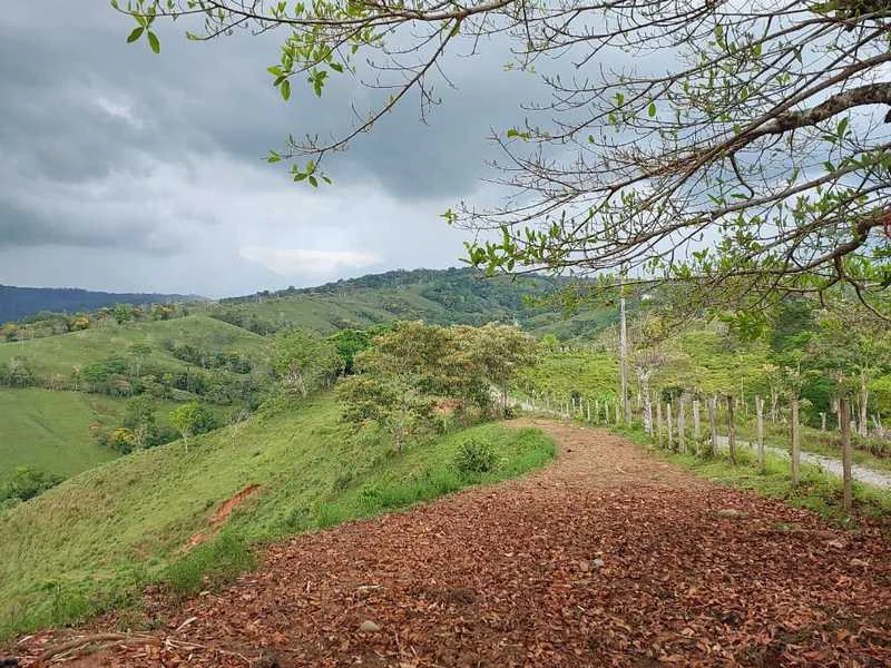 Livestock Farm | Titled property located in Santa Eduviges - Gallery image 7