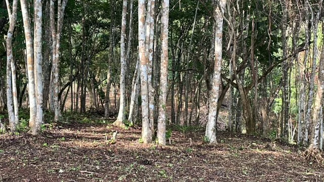 Beautiful Property for Sale in the Mountains of San Juanillo – Prime Land with Building Potential Just 10 Minutes from the Ocean - Gallery image 17