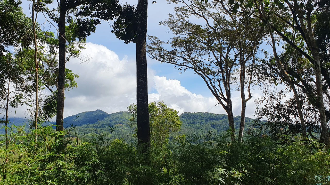Property #2 with Bamboo Plantation, Development Opportunity (Residential, Hotel, and Industrial). - Gallery image 14