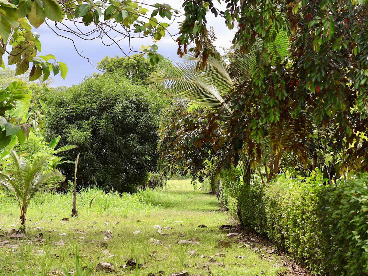 Large Building Lot Near Puerto Jiménez - Gallery image 3