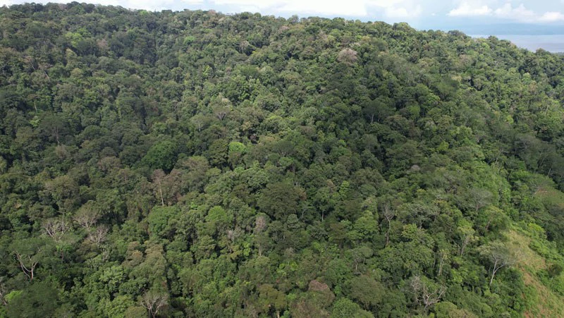 Ocean View & Primary forest 55-ha Rincon de Osa - Gallery image 5