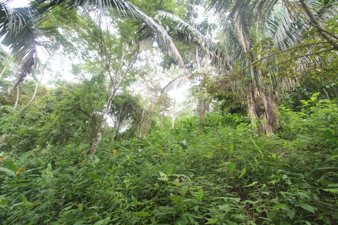 Whitewater Sunset Ocean View Lot Close to Dominical Beach - Gallery image 18